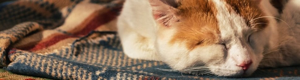 An orange and white cat sleeping on a quilt