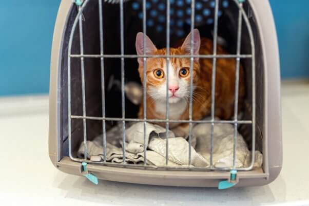An orange and white cat in a closed in a carrier