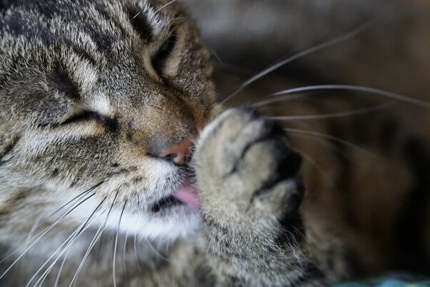 A grey cat grooming themself