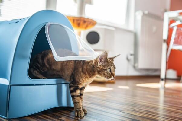 Domestic Cat Using Portable Litter Box.