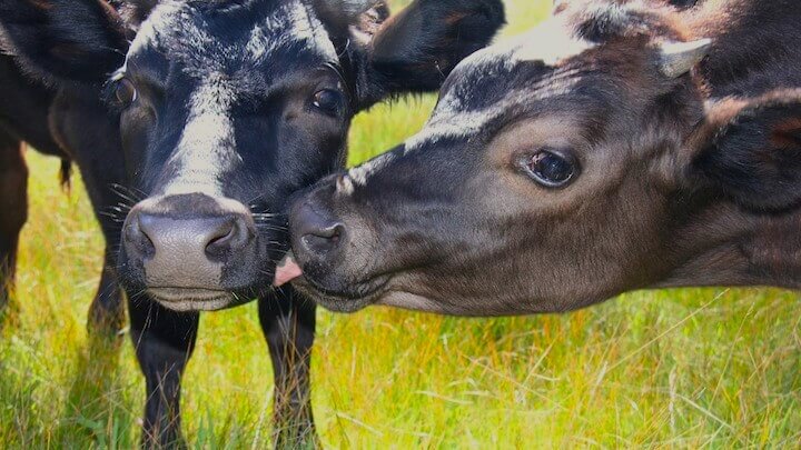 A brown cow licks a black cow