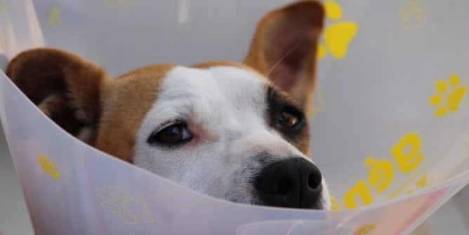 Close up of a brown and white dog's face. There is a plastic e-collar wrapped around their neck