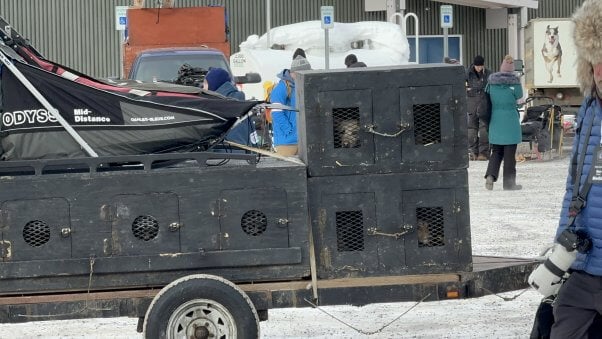 dog seen in a small kennel in Willow, Alaska, before the 2024 Iditarod