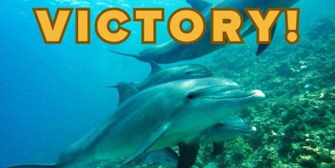 dolphins swimming in ocean