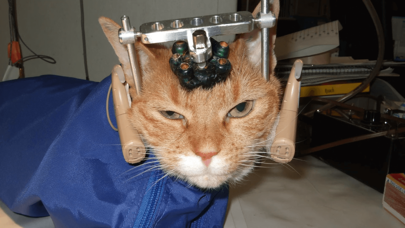 orange tabby cat named double trouble in a laboratory with a metal contraption drilled into their head