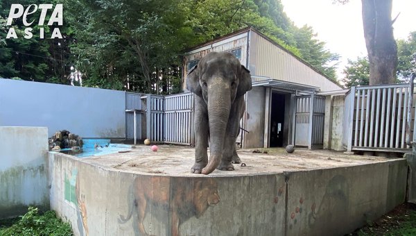 Behind Bars for 50 Years: Miyako the Elephant Needs Your Help