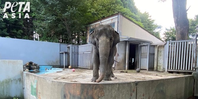 Behind Bars for 50 Years: Miyako the Elephant Needs Your Help