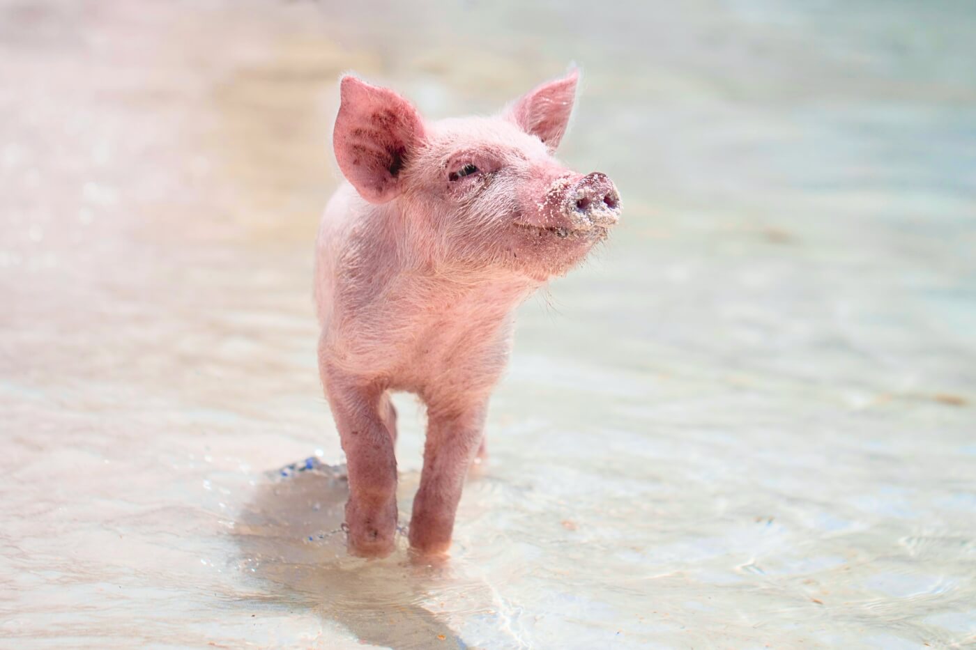 A pink piglet steps in shallow water on the beach