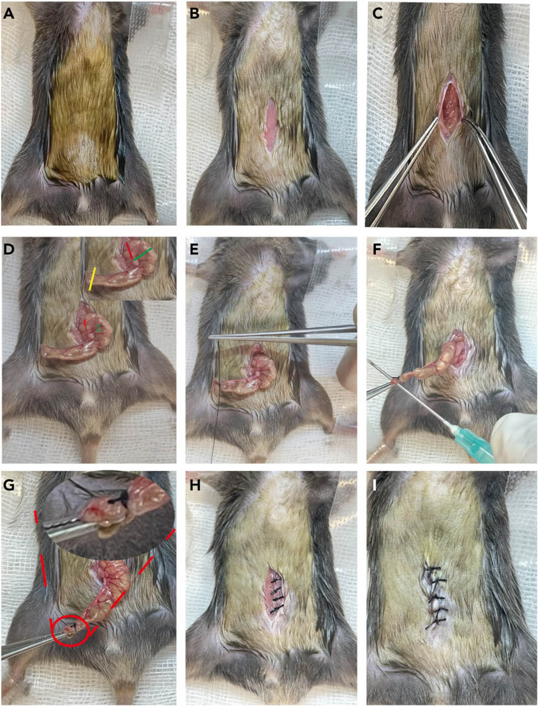 A grid of nine photos showing a rat