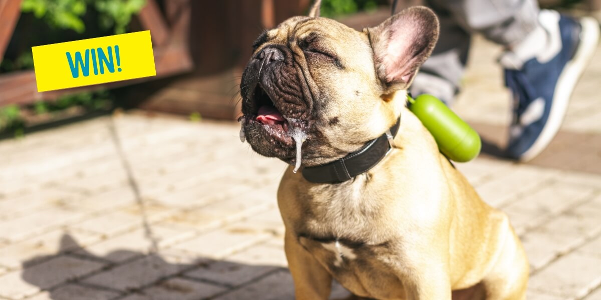 French bulldog on a walk is panting and drooling