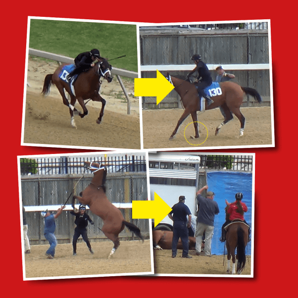 A sequence of a horse racing, then being injured, then being euthanized