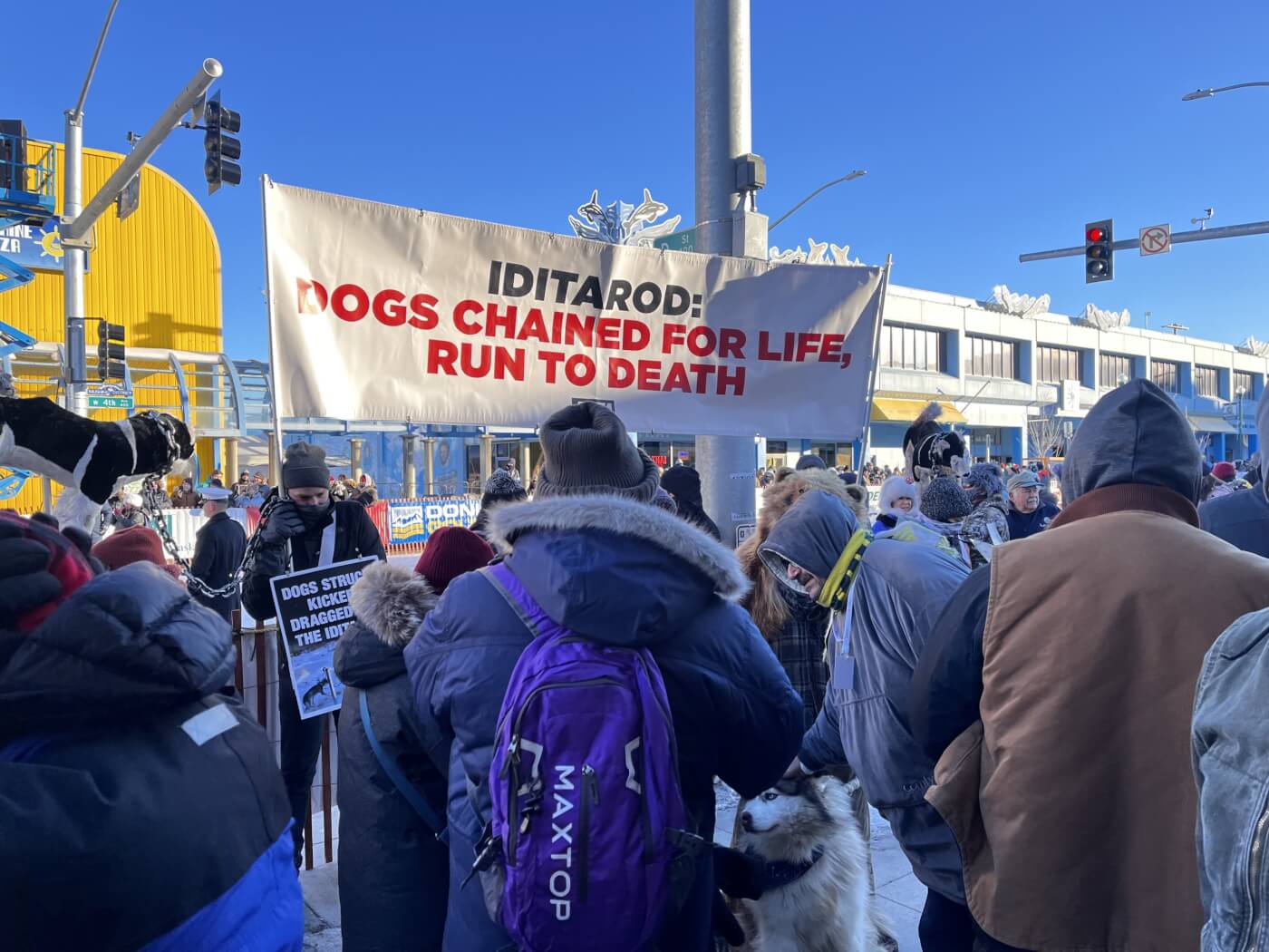 Crowds surround PETA demonstrators standing underneath a banner with text reading "Iditarod: Dogs Chained for Live, Run to Death"