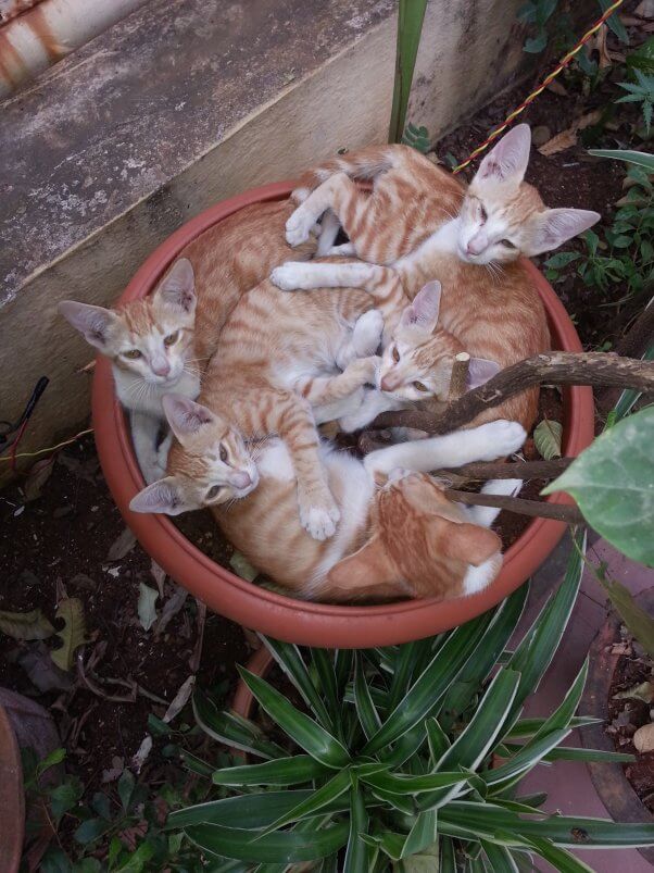 A flowerpot full of orange and white kittens