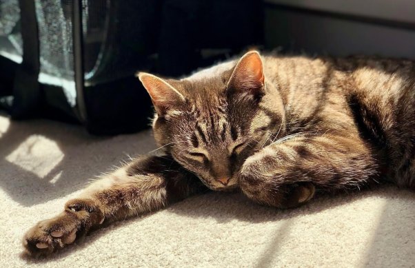 A grey cat basks in the sun in front of a carrier