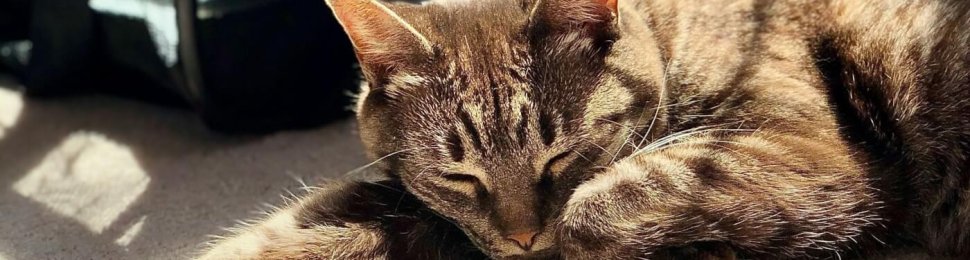 A grey cat basks in the sun in front of a carrier