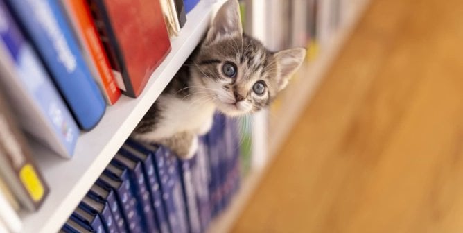 A kitten looking up at the viewer from perching on a bookshop