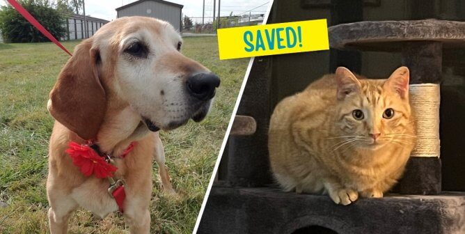 A dog and a cat rescued from TVBB