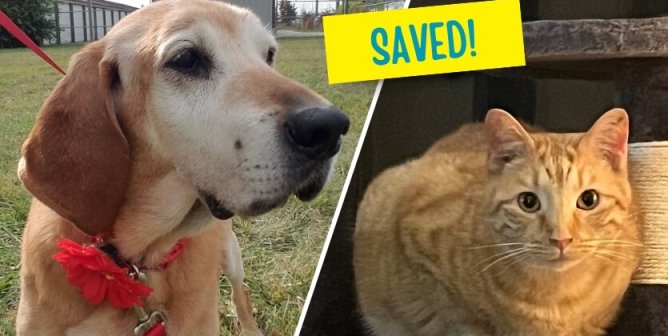 A dog and a cat rescued from TVBB