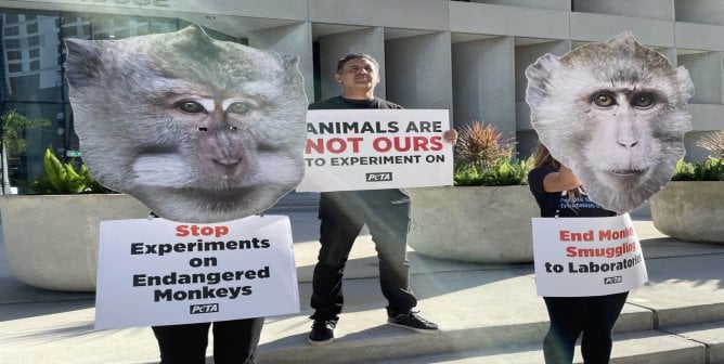 Three demonstrators stand outside, two wearing monkey masks