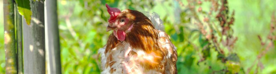 A brown and white hen stands on a wood log