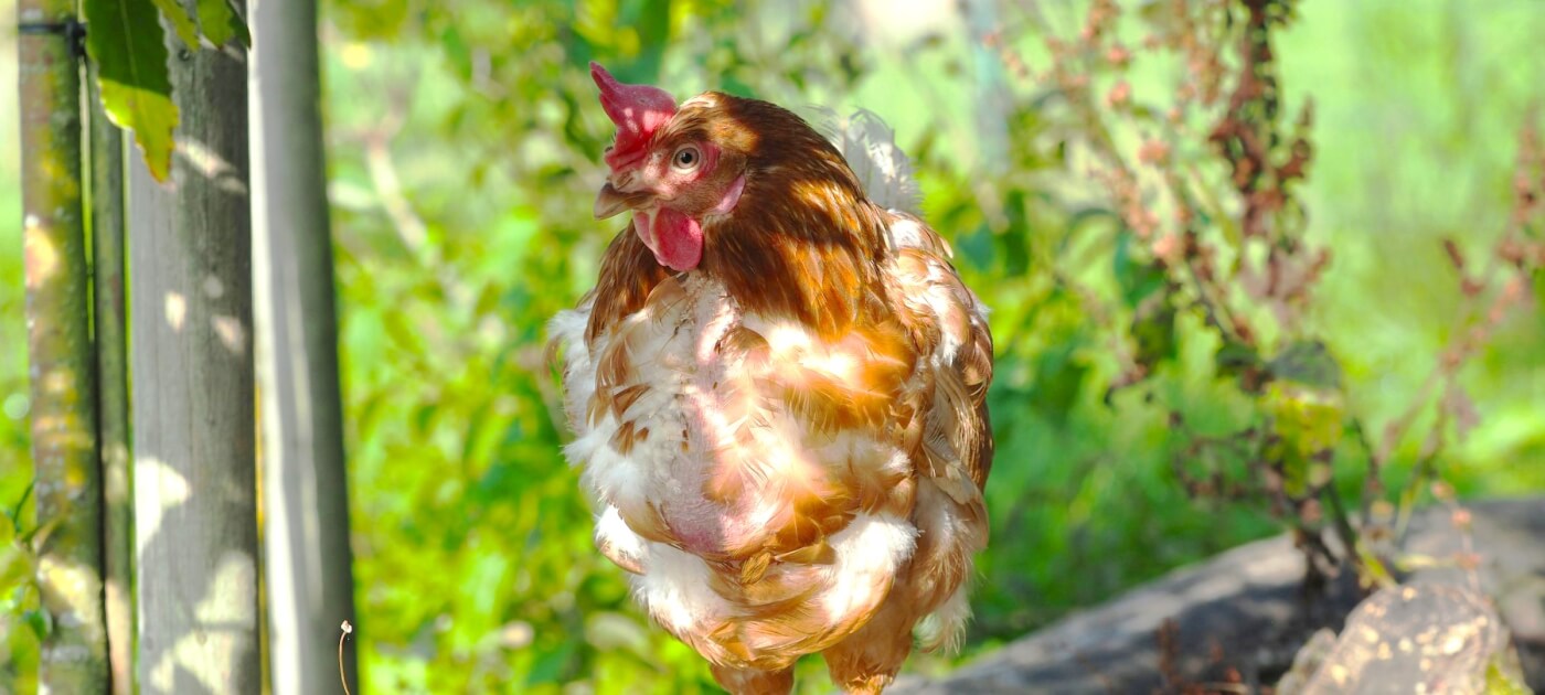 A brown and white hen stands on a wood log