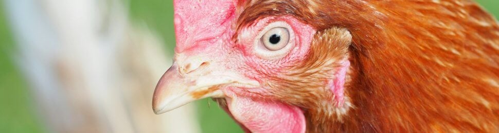 A close up of a brown hen outside