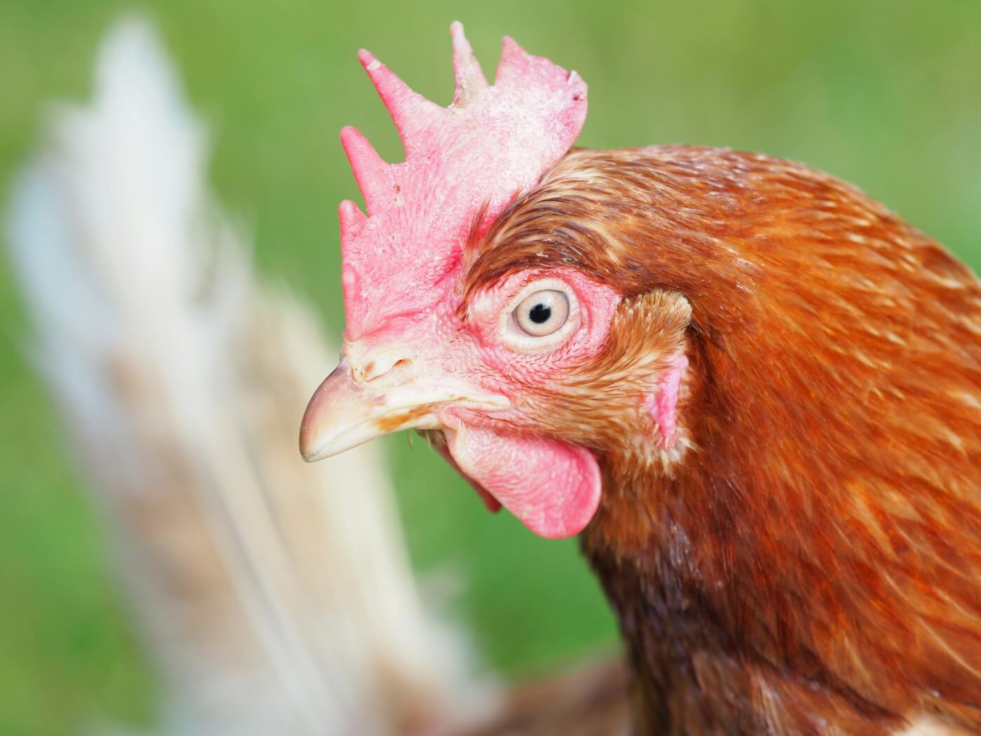 A close up of a brown hen outside