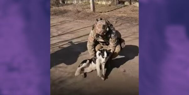 rescuer helping dog up