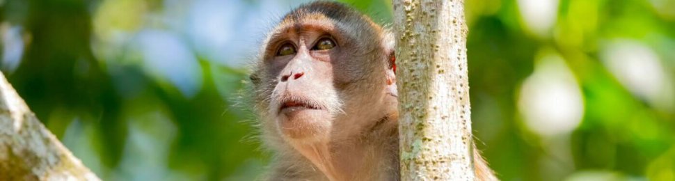 Rhesus macaque in a tree