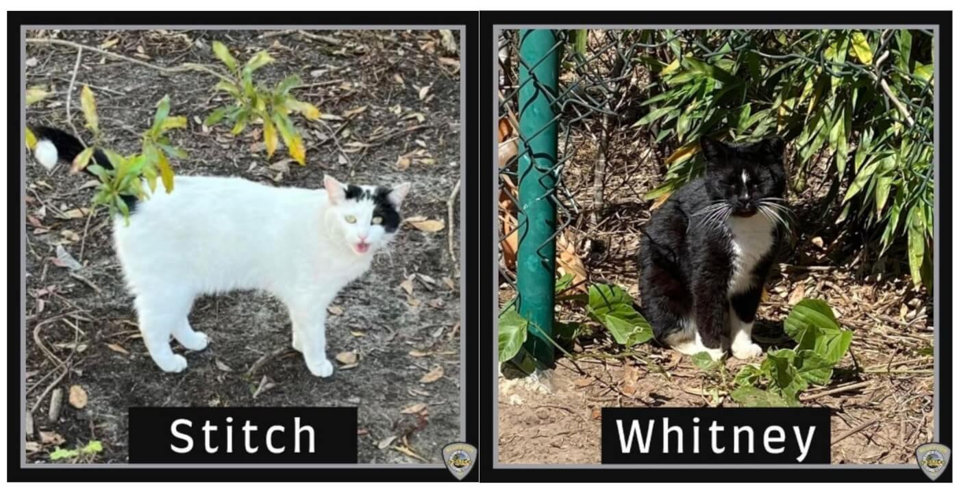 side-by-side images of a cat in each frame with their names in text at the bottom of each - Stitch and Whitney
