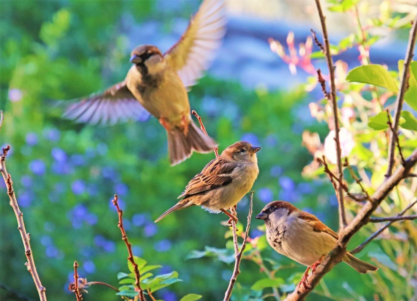 Loose Birds: The Superb Lifetime of Sparrows Outdoor Laboratories