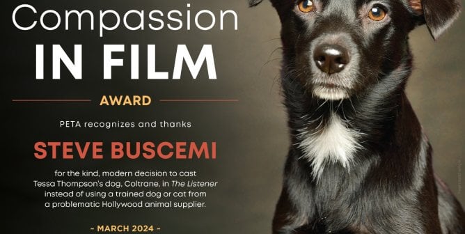 compassion in film award for steve buscemi for his film the listener
