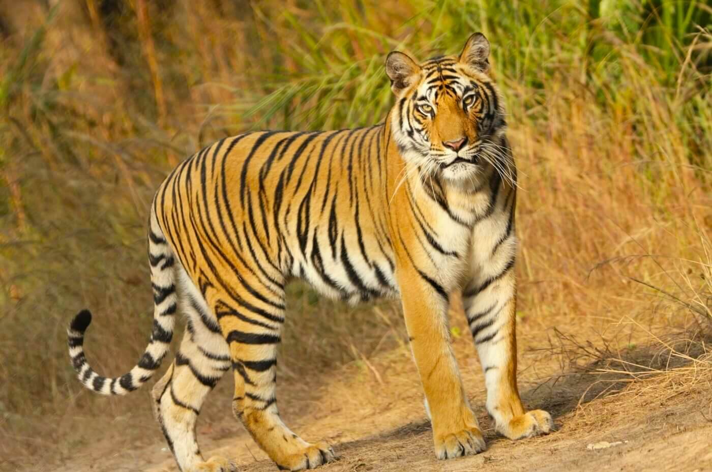 A tiger walking through a national park