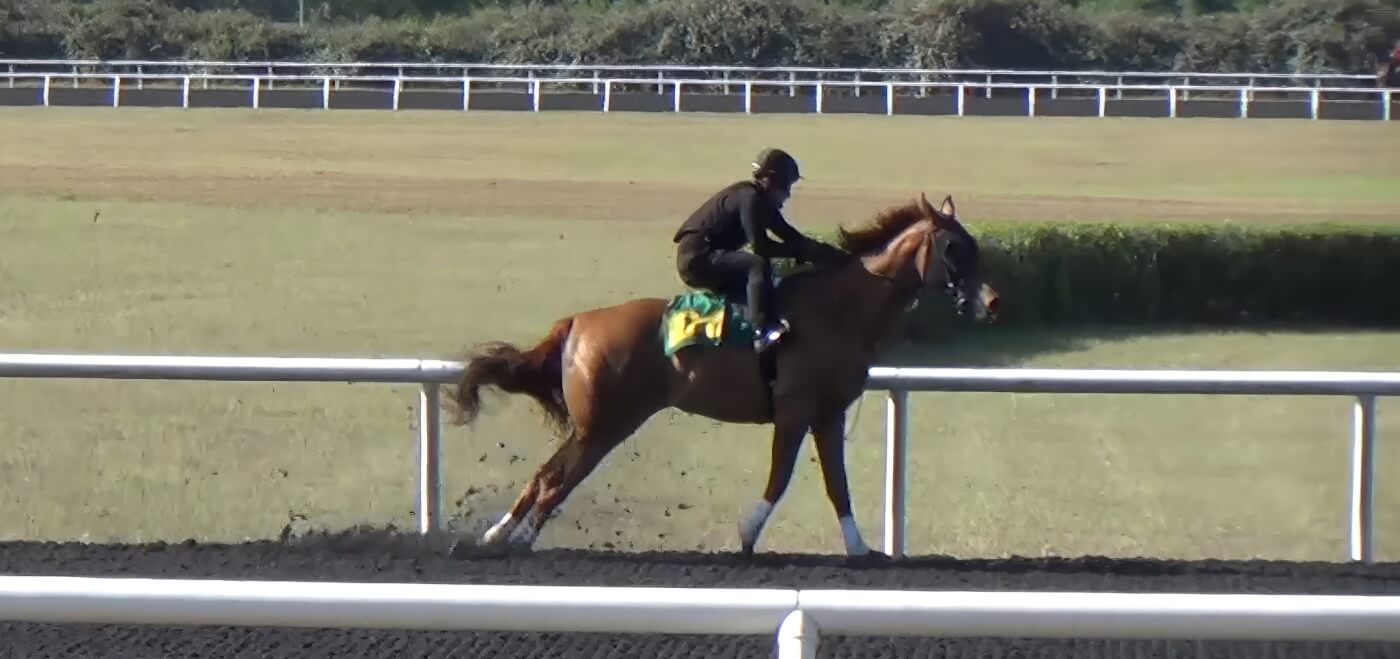 A horse racing on a track