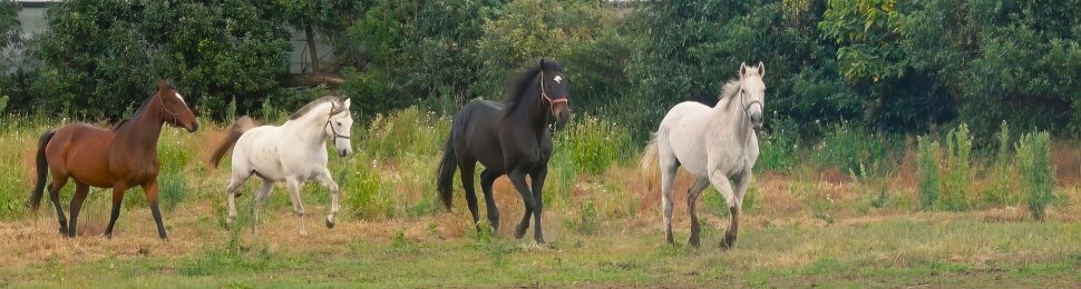 Horses run freely in a field