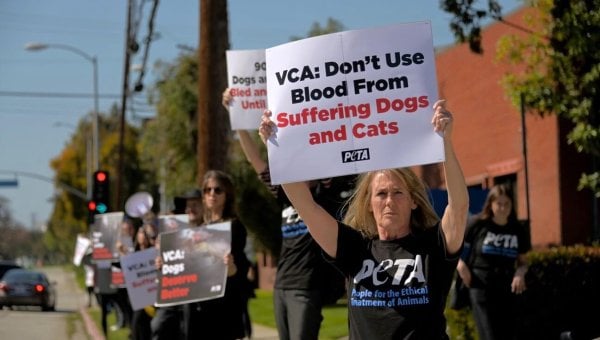 A PETA demonstrator holds up a sign reading "VCA: Don't Use Blood from Suffering Dogs and Cats"