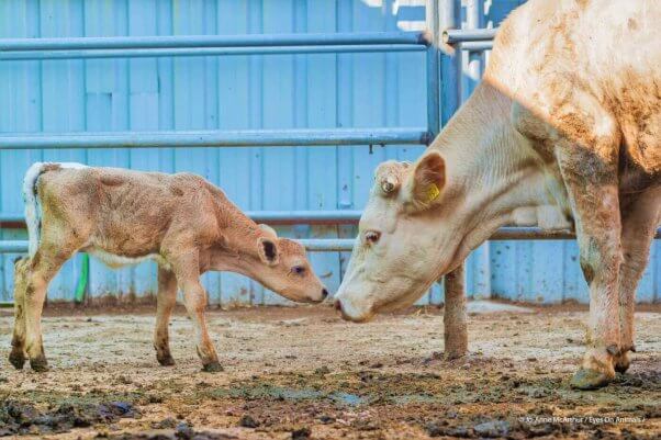 mother and calf