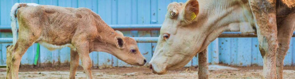 mother and calf