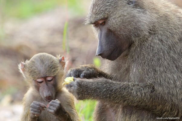 baboon parent and child