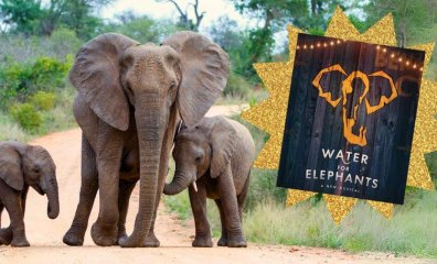 Broadway Brilliance: PETA Honors ‘Water for Elephants’ With Prestigious Award
