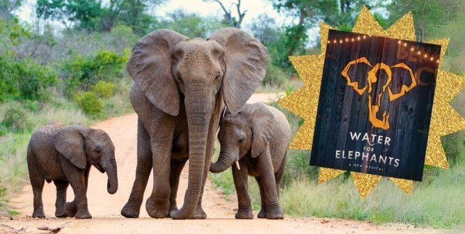 water for elephants playbill image and animals in Kruger park