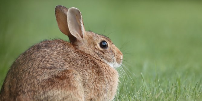 wild rabbit in grass
