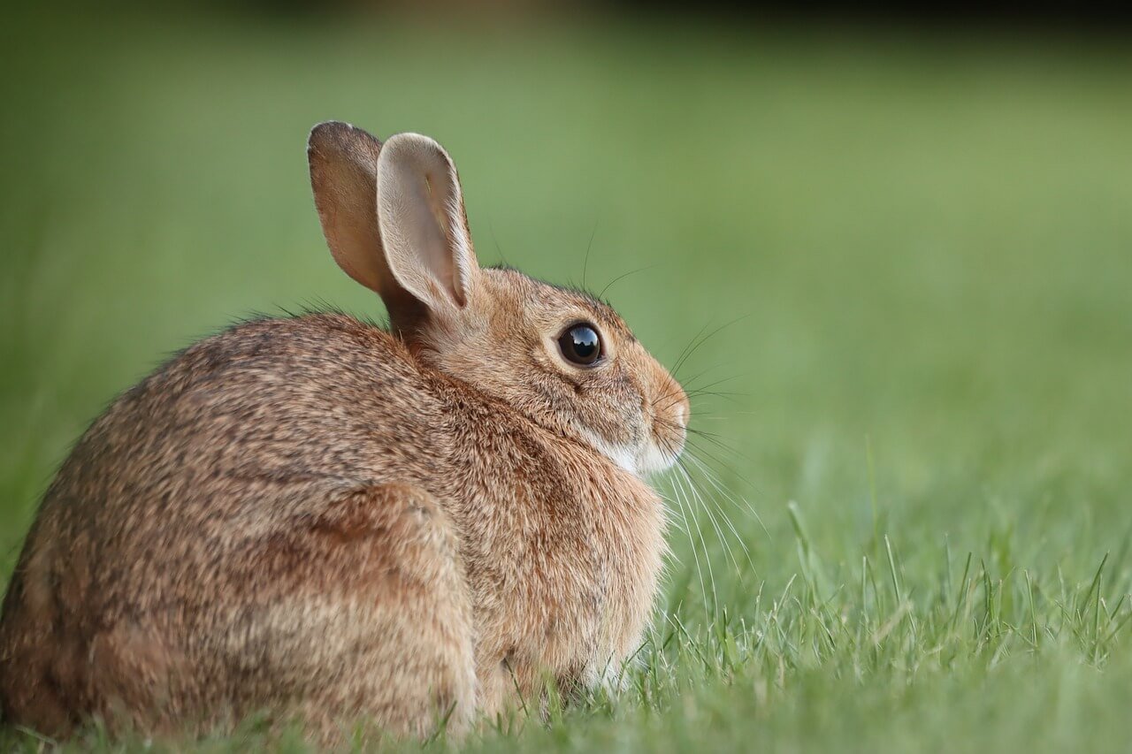 wild rabbit FI What Should You Do if You Find Baby Bunnies?