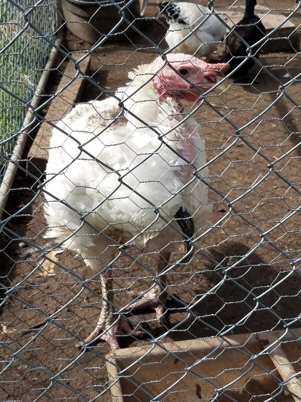 turkey with feather loss at sham sanctuary