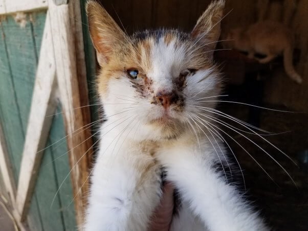 calico cat named pearl who suffered from serious infections at sham rescue, Isaiah 11 Ministry