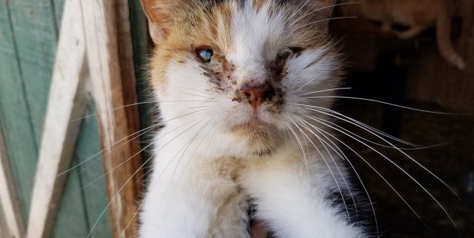 calico cat named pearl who suffered from serious infections at sham rescue, Isaiah 11 Ministry