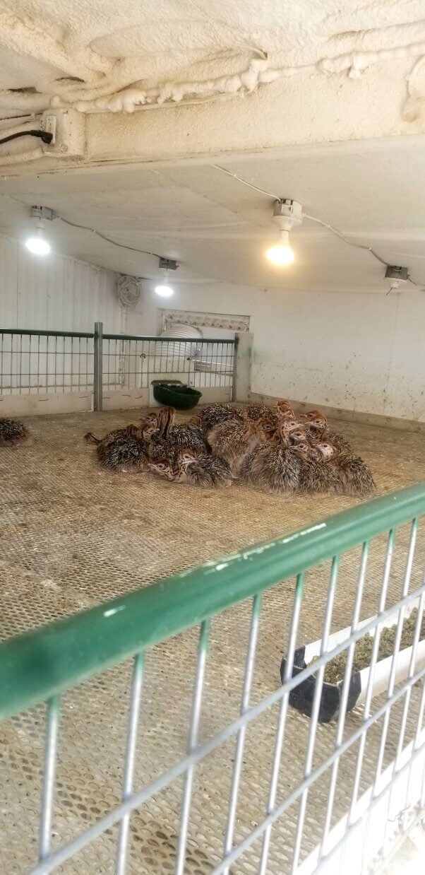 birds huddled together in enclosure