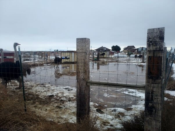 muddy enclosures at american ostrich farms