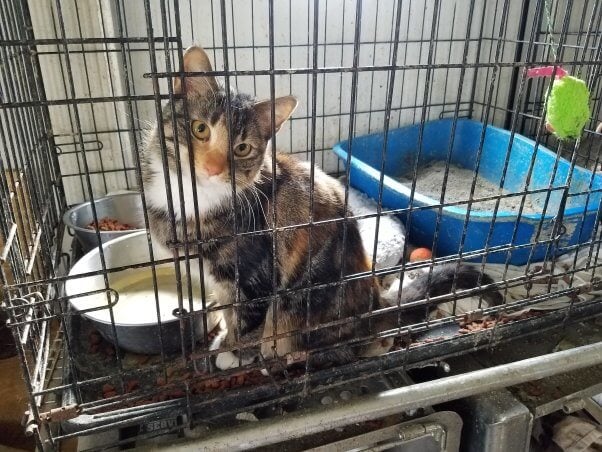 cat held in filthy crate at hoarding dump called isaiah 11 ministry