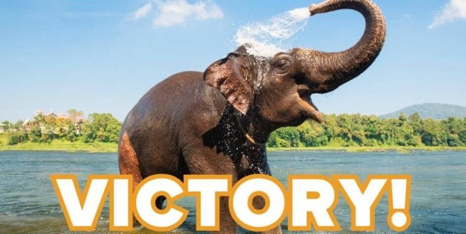 Elephant bathing themselves in river in India with orange and yellow victory text at the bottom